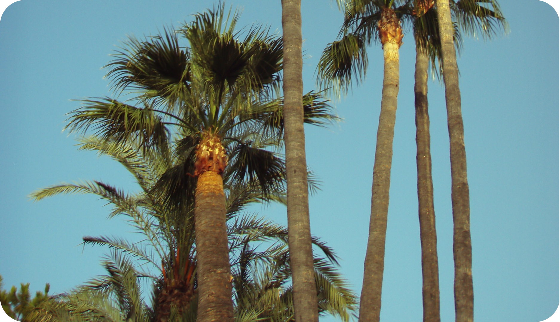 fotografia de palmeras